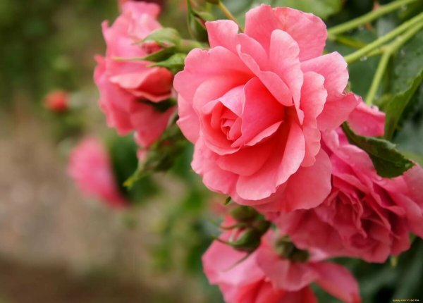 Желаем счастья