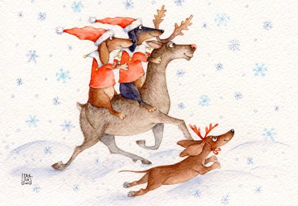 Жесткошерстная такса