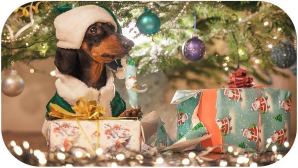 Такса в гирлянде