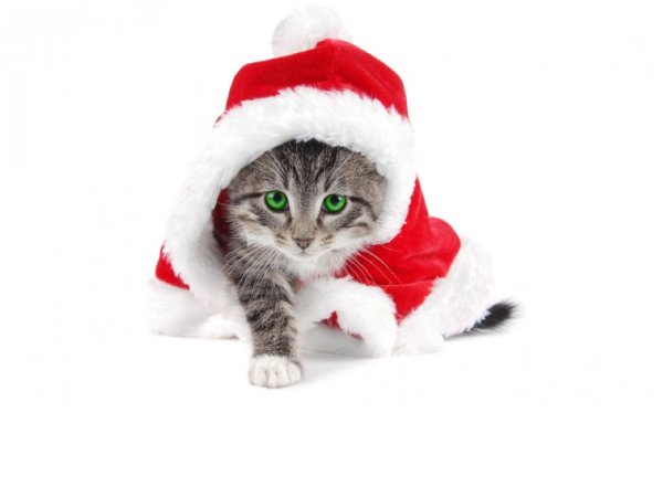 С новым годом прикол