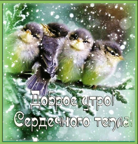 Доброе утро с птичками зимой