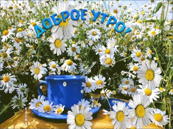 С добрым летним солнечным утром