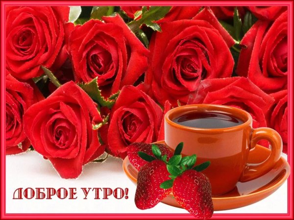 Красивые розы с добрым утром