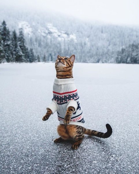 Доброе утро смешные зимние