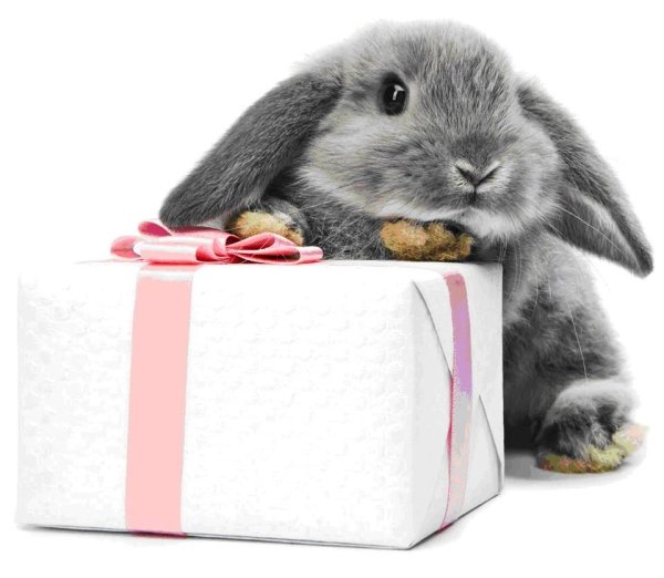 Кролик в подарочной коробке