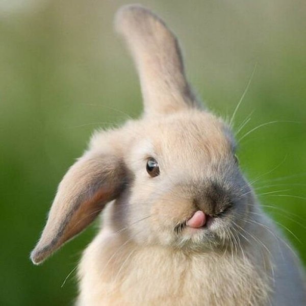 Зверушки с цветами