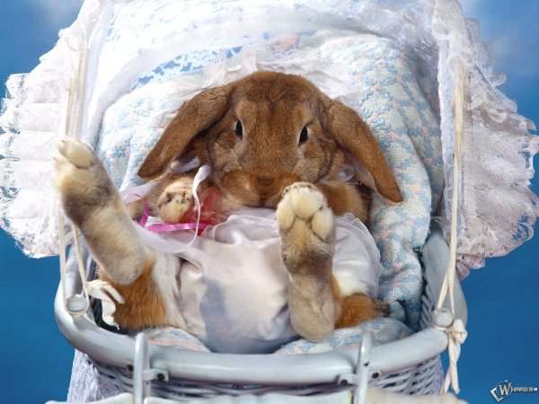 С днем рождения заяц