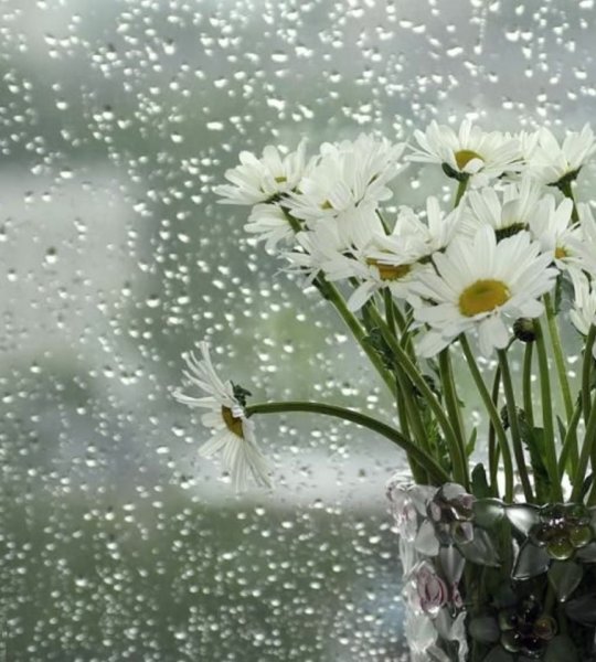 Дождливое летнее утро