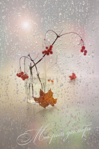 Дождик в декабре