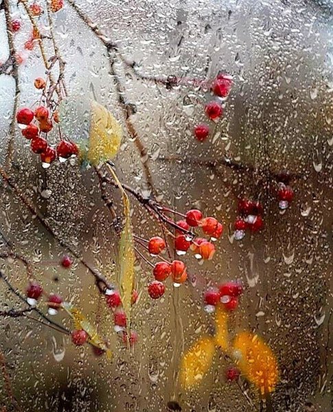 С добрым дождливым утром пожелания