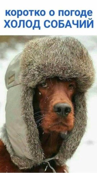 Шапка ушанка прикольная