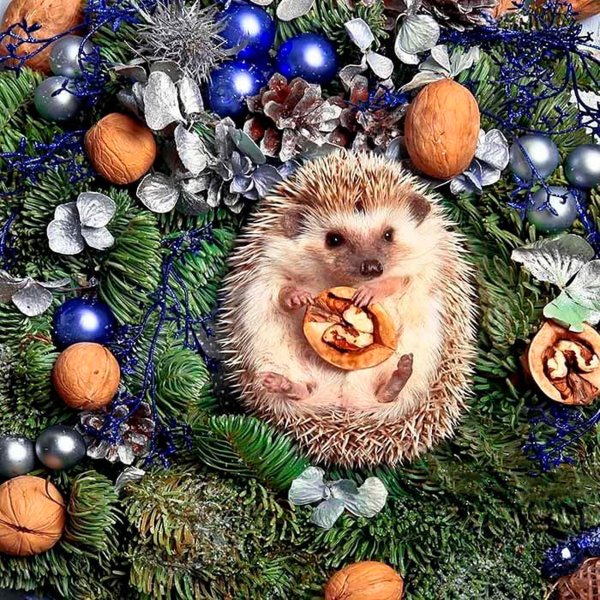 Ёжики Елена Ерёмина 2020