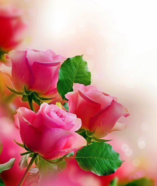 Цветы поздравления