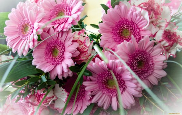 Розовые розы