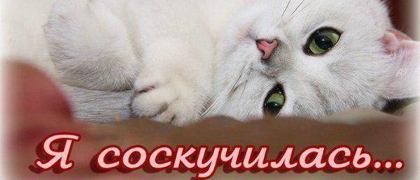 Я соскучилась картинки
