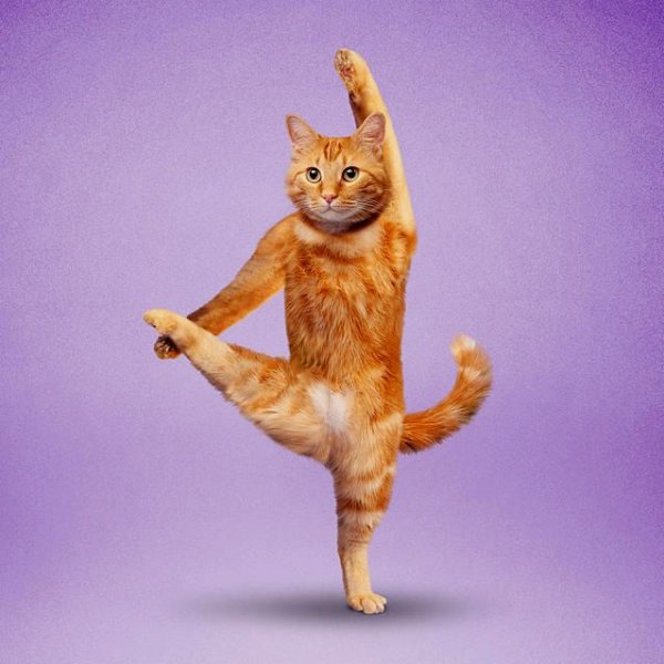 Йога котов иллюстрация