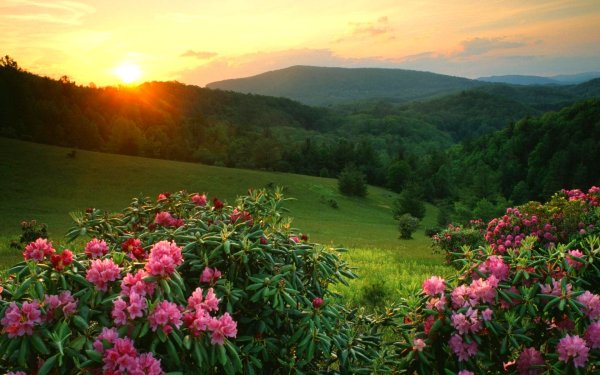 Цветы в горах