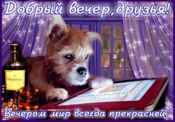Поздравления с добрым вечером прикольные