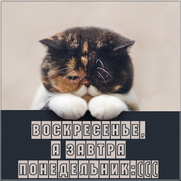 Смешные стихи про дни недели