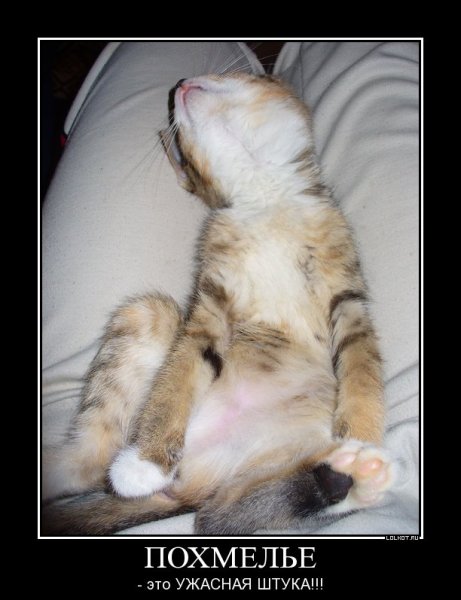 Похмелье приколы