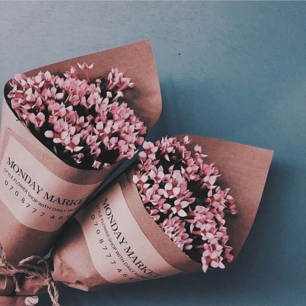 Эвкалипт Эстетика