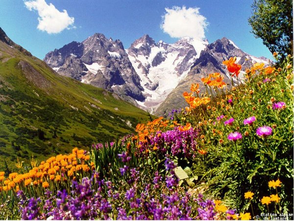 Луга Дагестана Альпийские Дагестана