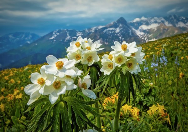 Альпийские Луга Кавказа