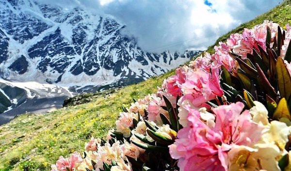 Рододендрон Приэльбрусья