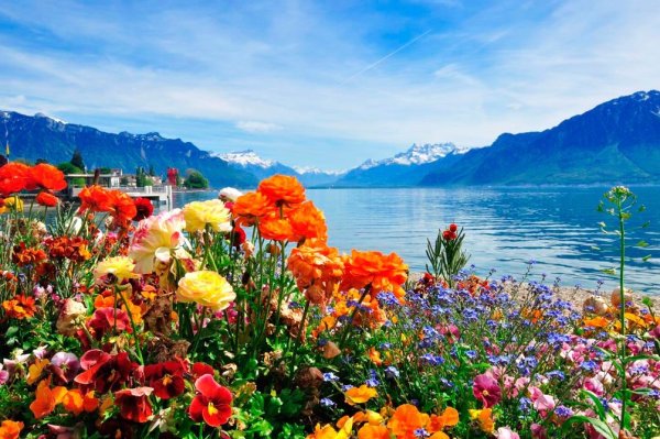 Цветы и море