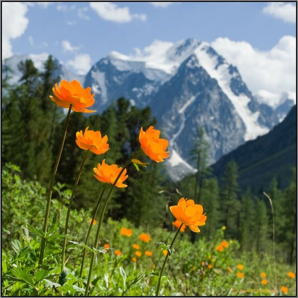 Горные цветы Тянь Шаня