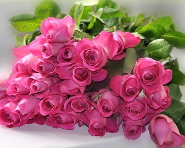 Шикарные розовые розы