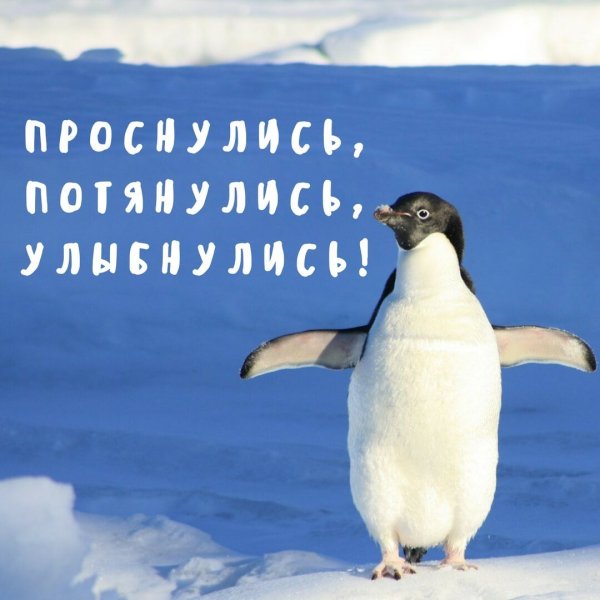 Доброе утро Пингвин