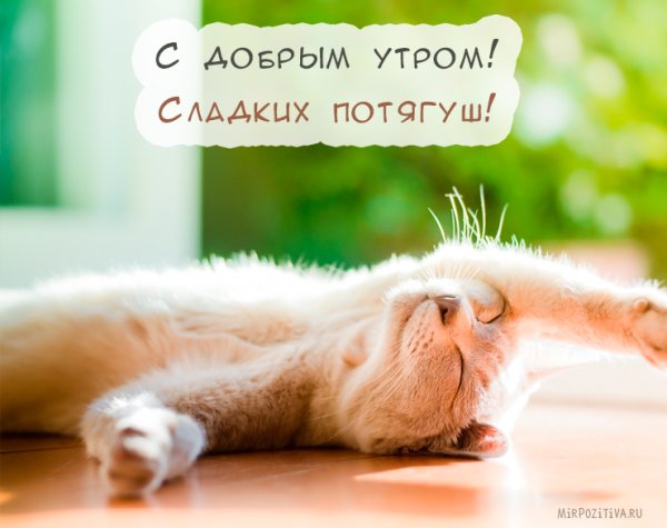 Кот потягивается