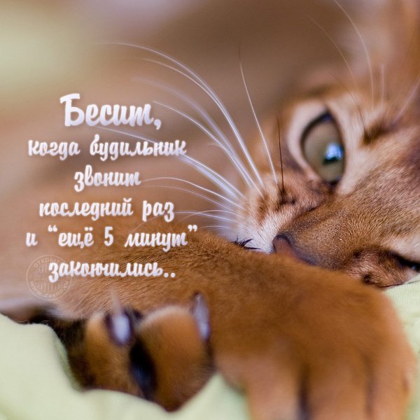 Доброе утро животные с надписью мужчине