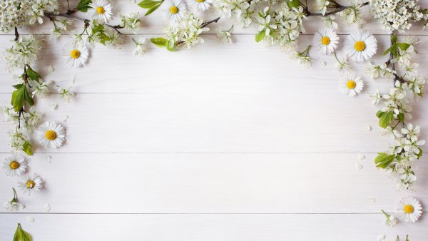 Фотофон ромашки