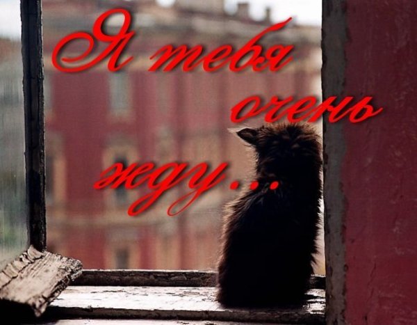 Открытки жду тебя