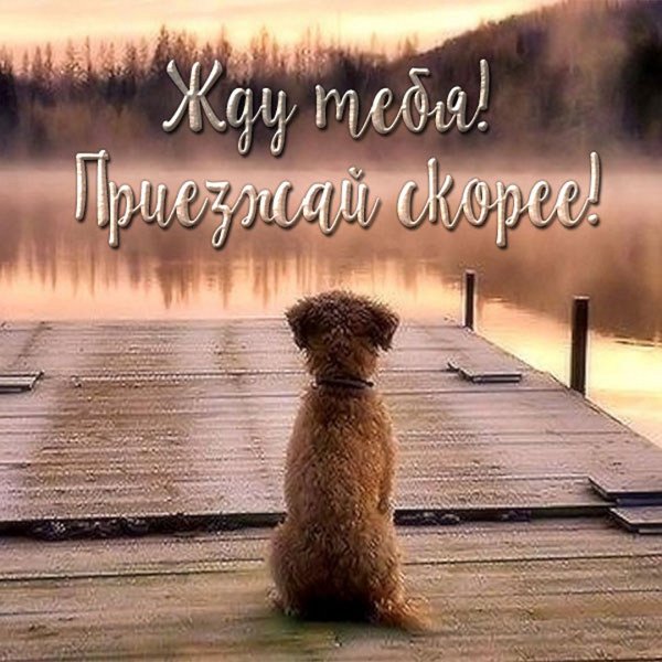 Жду тебя