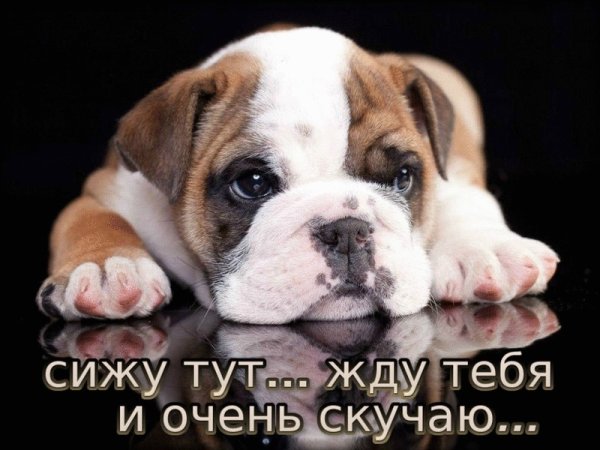 Жду тебя любимый