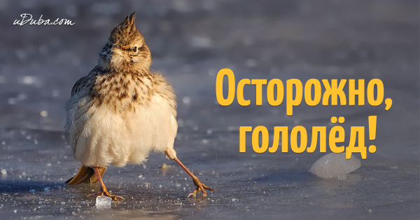 Доброе утро осторожно гололед