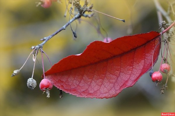 Осень это последняя самая яркая улыбка года