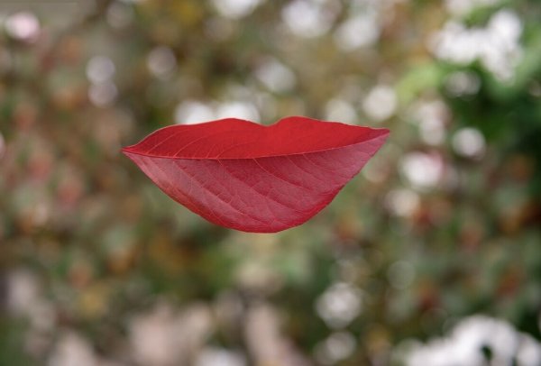 Улыбка осени