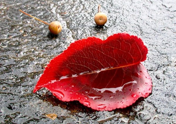 Поцелуй осени