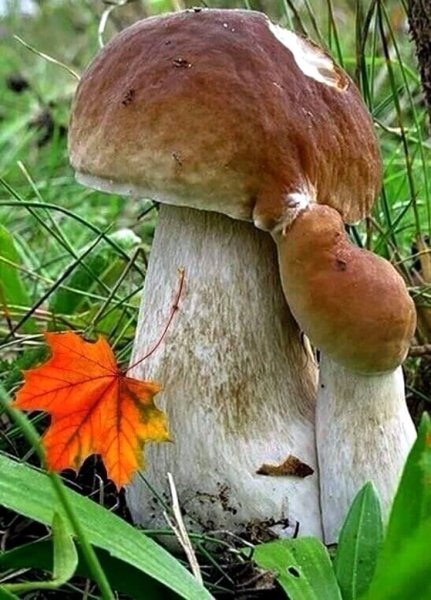 Грибы осенью