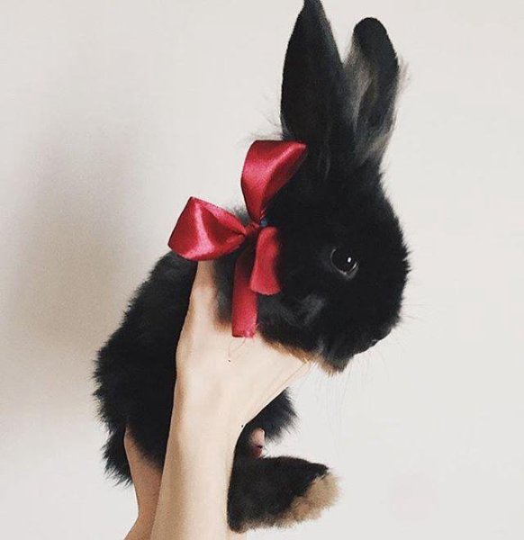 Марджолен Бастин иллюстрации