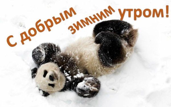 Доброе утро зима животные