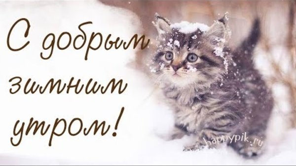 С добрым зимним утром котики