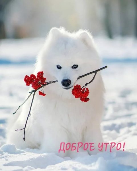 Доброе утро собаки зима