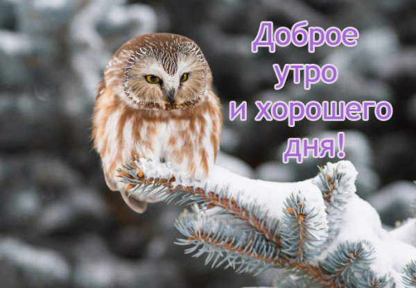 С добрым зимним утром прикольные