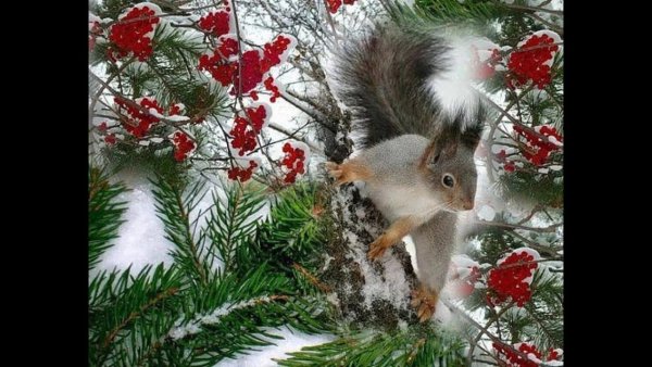 Белочка в зимнем лесу Новогодняя