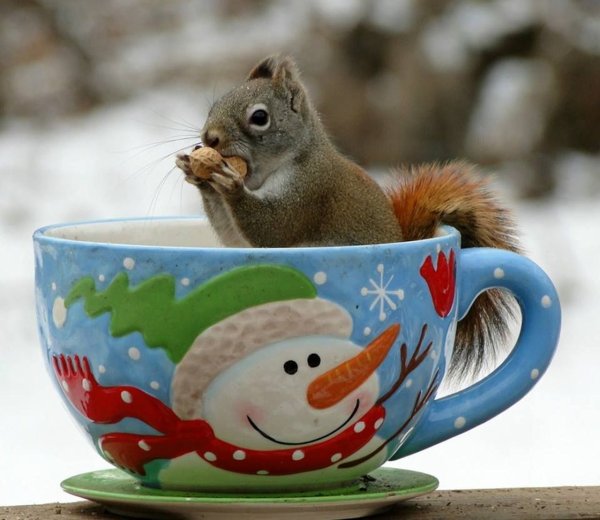 Доброе морозное утро с животными